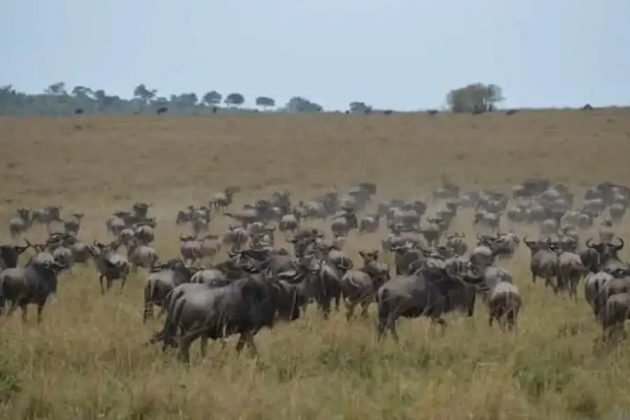 🚸Game Drive Maasai Mara