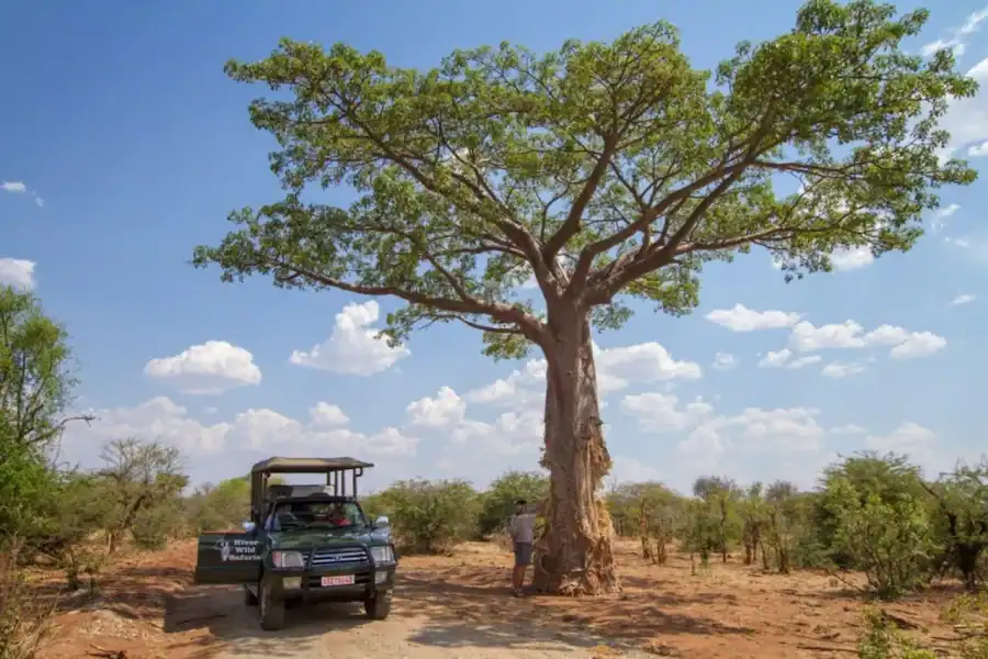 🕓Game Drive -Victoria Falls, Zambezi National Park – VIATOR