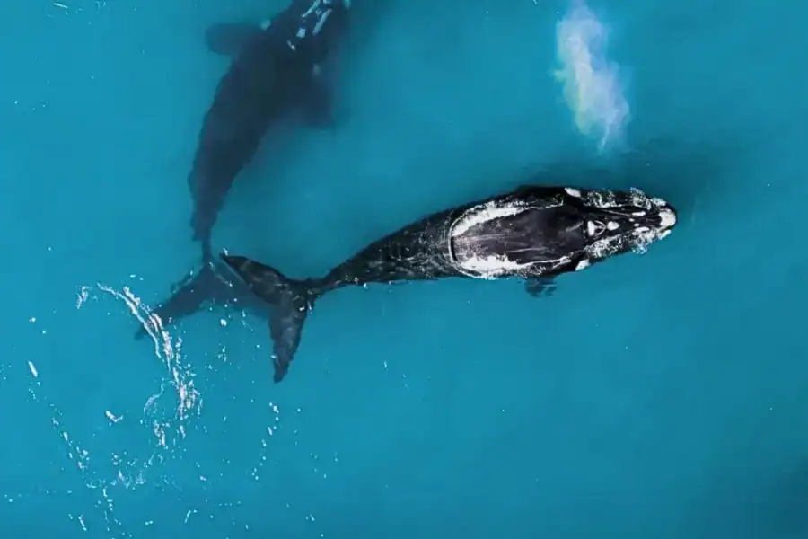 🕓Gansbaai: Marine Big 5 Boat tour