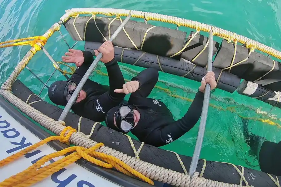 🕓Gansbaai: Shark Cage Diving and Shark Viewing Boat Trip