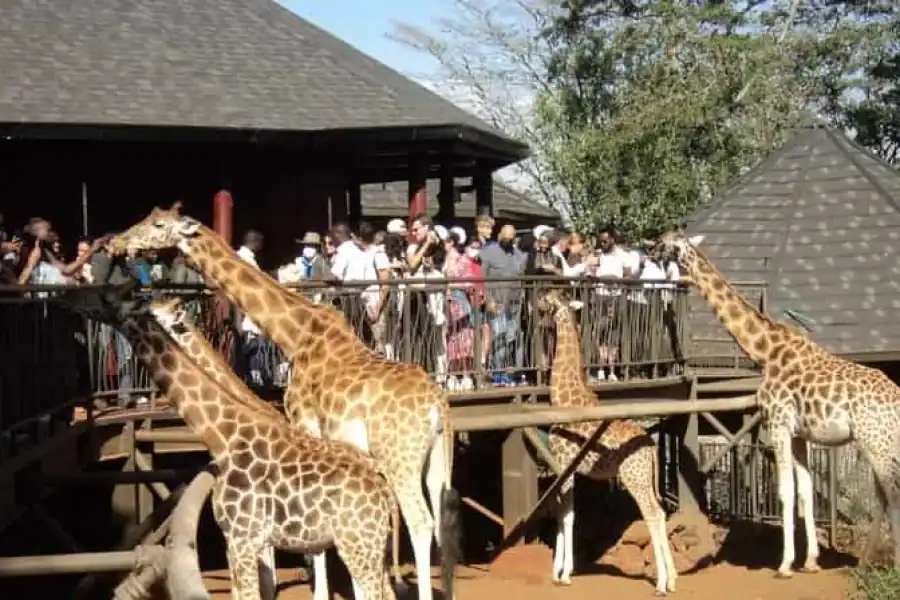 🚸Giraffe Center And Karen Blixen Museum Tour From Nairobi