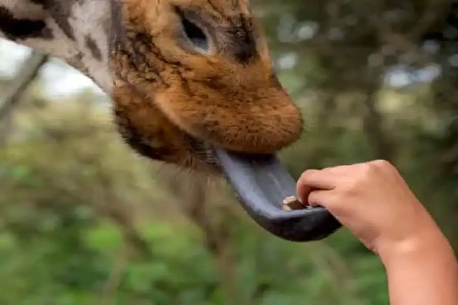 🚸Giraffe, Elephant Orphanage & Bomas Of Kenya Day Tour