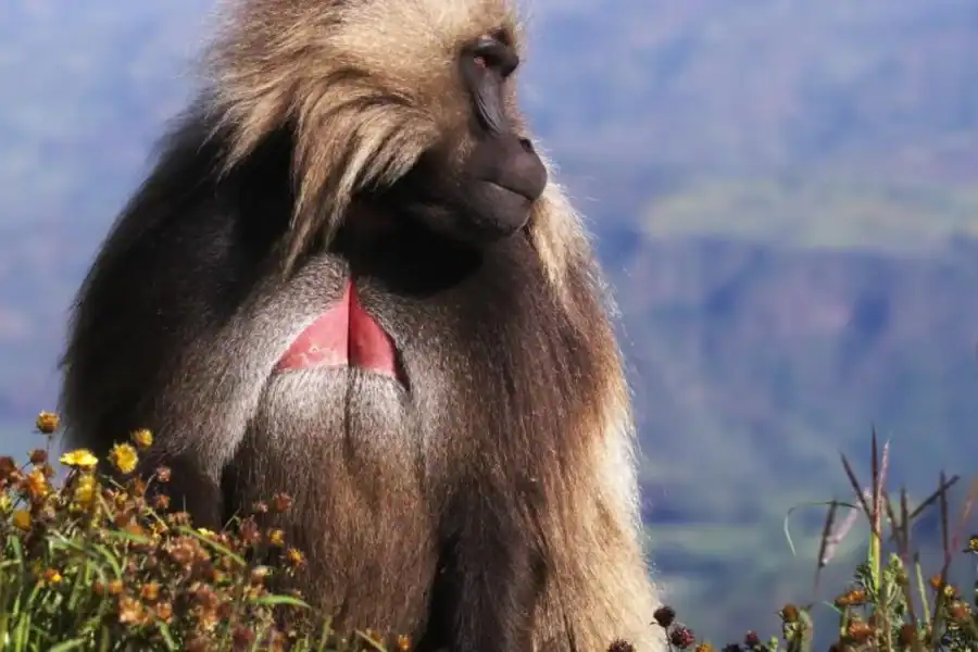🕓Gondar: 3-Day Simien Mountains and Gondar Tour