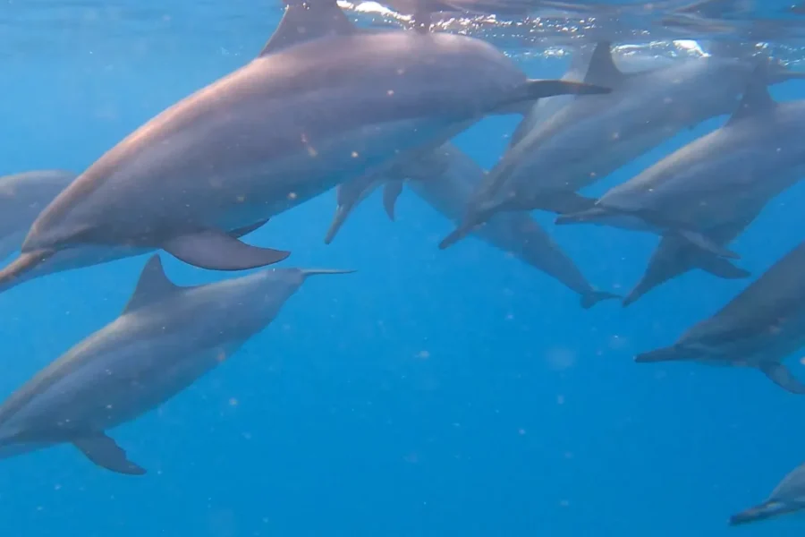 🕓Grande Riviere Noire: Boat Tour and Swimming with Dolphins