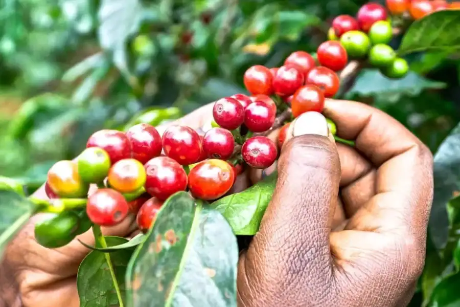 🕓Half-Day Fairview Estate Coffee Farm&Coffee Tasting Tour