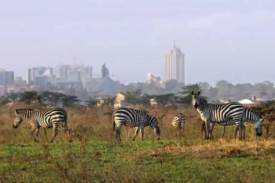 🚸Half Day Nairobi National Park