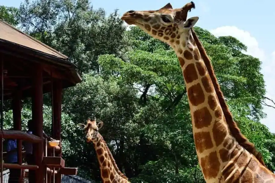 🚸Half Day Nairobi National Park, Karen Blixen, Giraffe Center