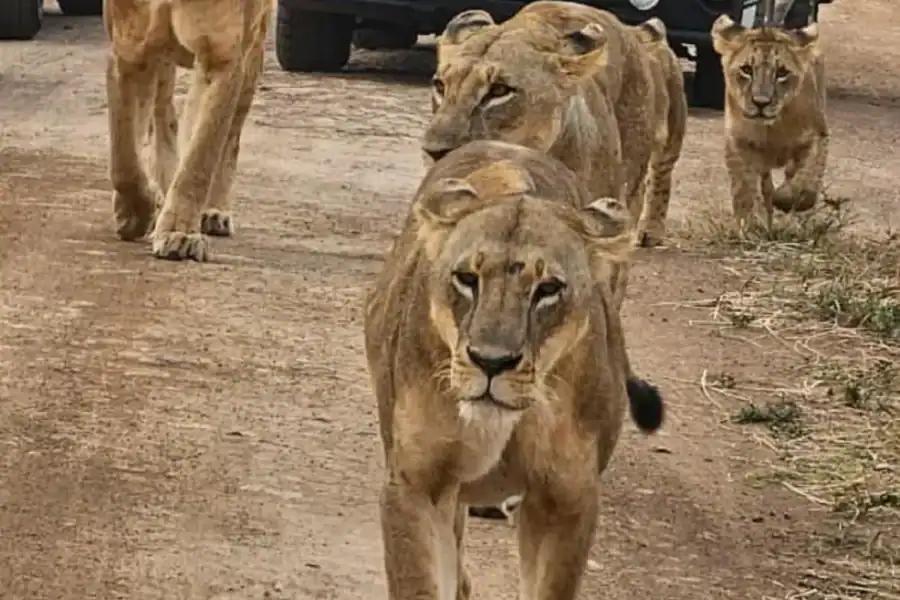 🕓Half day Nairobi National Park with free pick up