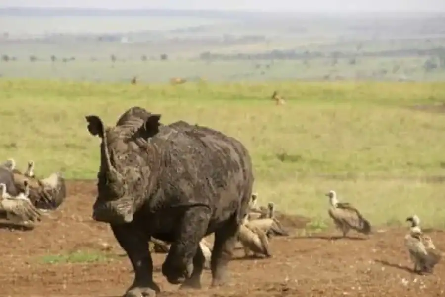 🚸Half Day Tour To Nairobi National Park