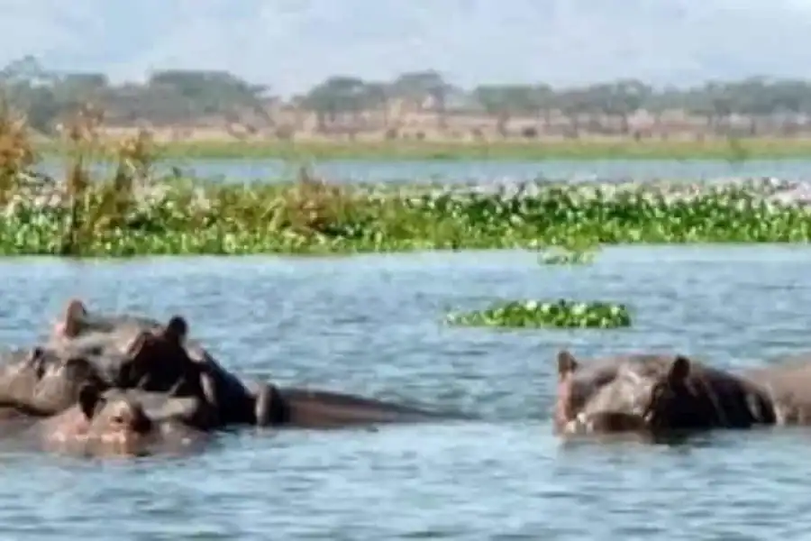 🚸Hell’s Gate National Park And Lake Naivasha Day Tour