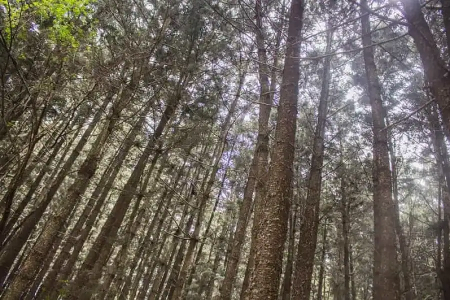 🚸Hike In The Karura Forest