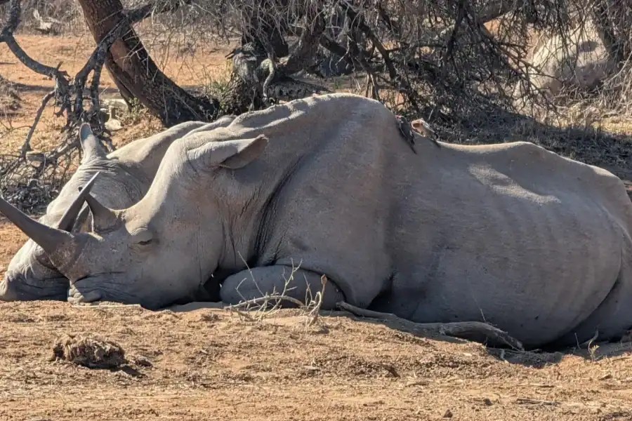 🕓Hlane National Park, Eswatini: 2‑Day Camping Tour