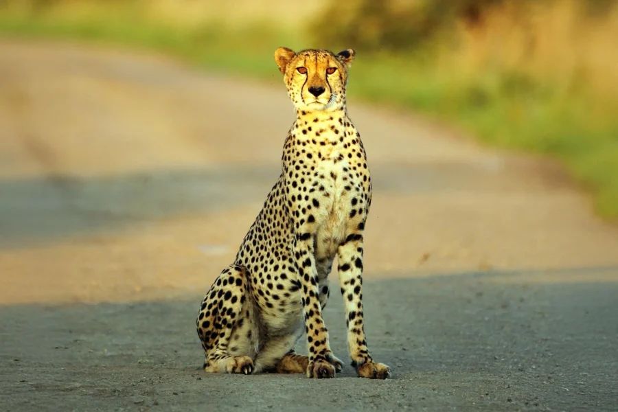 🕓Hluhluwe: Thanda 2-day Luxury Safari Experience