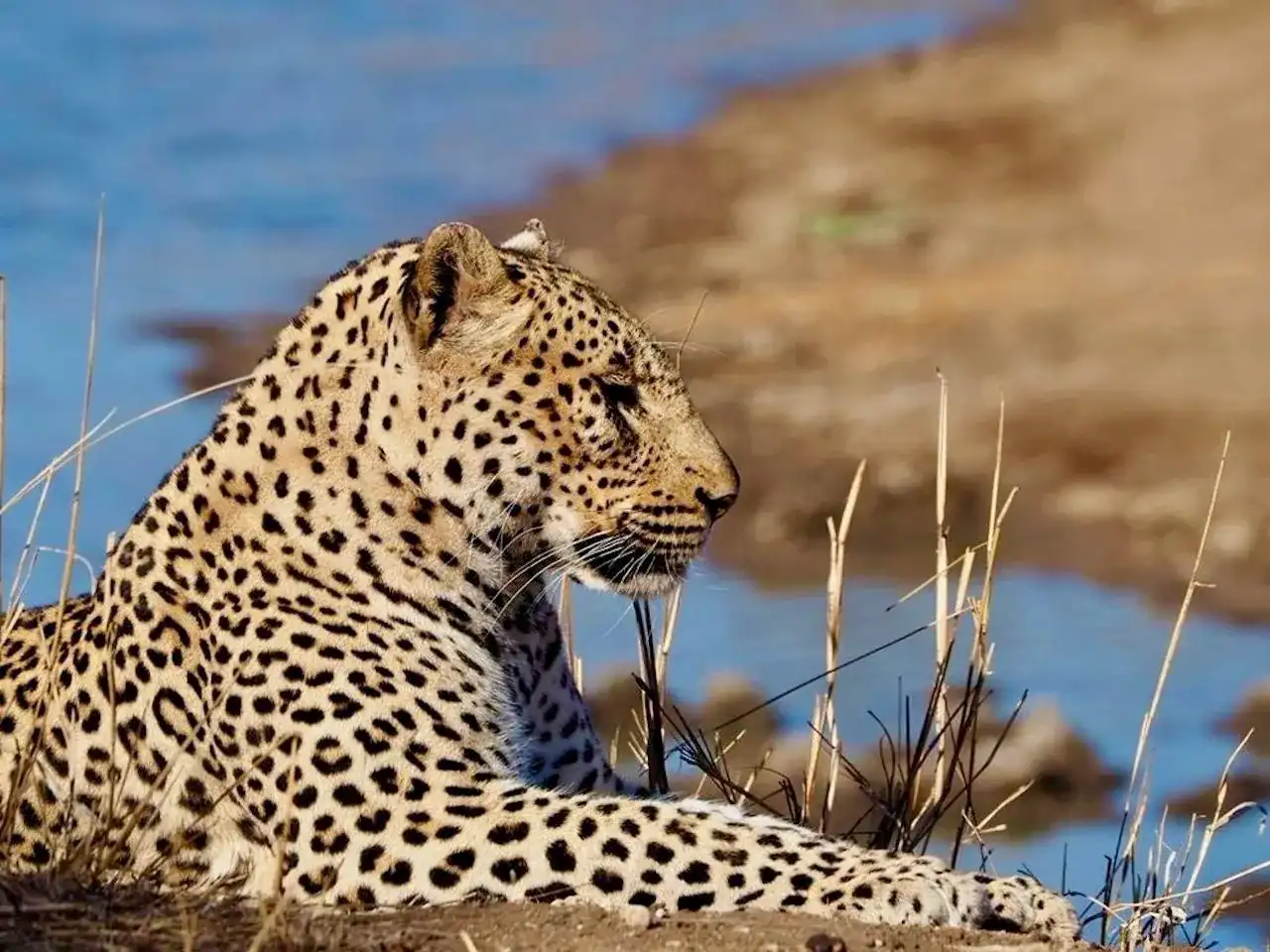 🕓Hoedspruit: Evening Safari In Greater Kruger Private Reserve