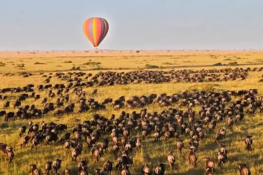 🚸Hot Air Balloon Safari Maasai Mara With Champagne Breakfast