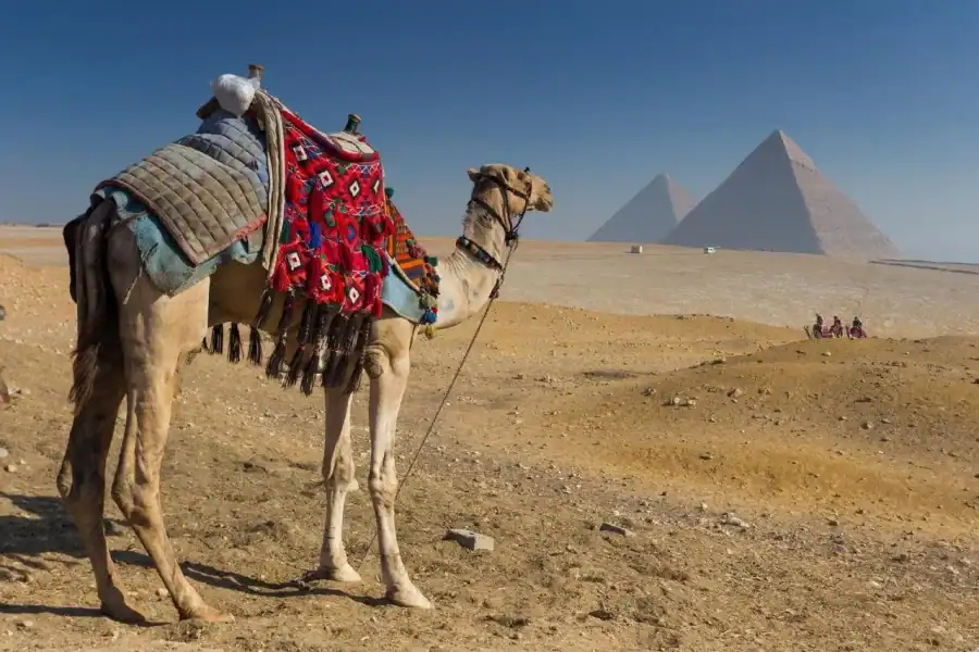 🕓Hurghada: Cairo Pyramids, GEM& Citadel Tour by Flight