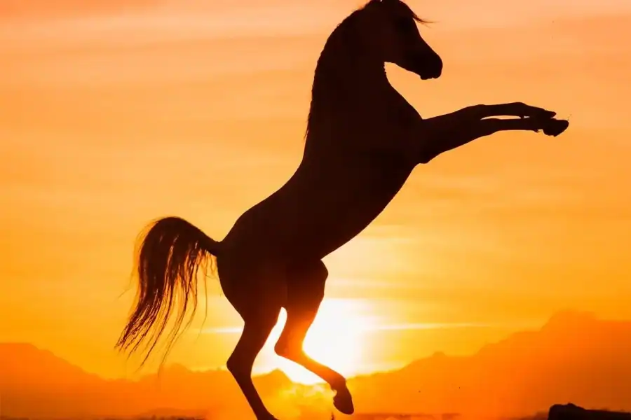 🕓Hurghada: Sunset Sea, Desert Horse W Opt, Dinner, Stargazing