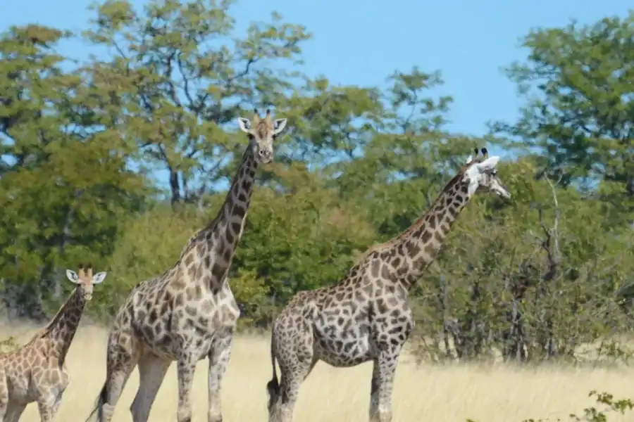 🕓Hwange Full Day Safari from Victoria Falls