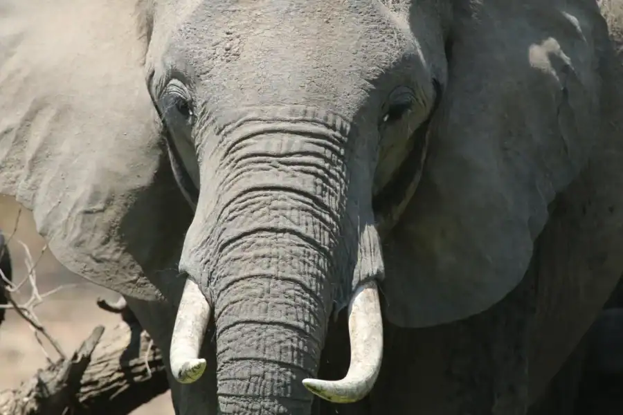 🕓Hwange National Park Private Wildlife Safari