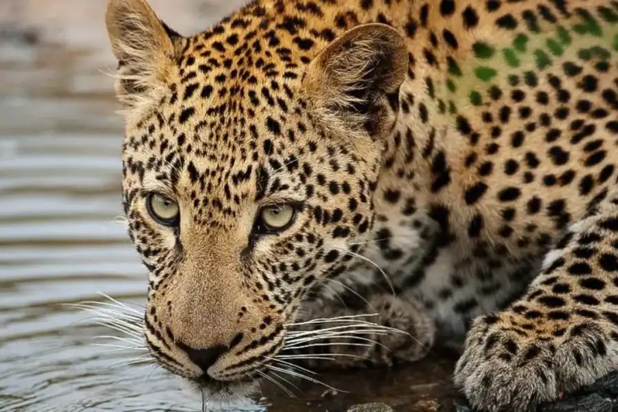 🕓Inverdoorn: 3-Day Big Five& Cheetah Run Safari