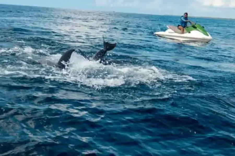 🚸Jet Ski Dolphin Safari