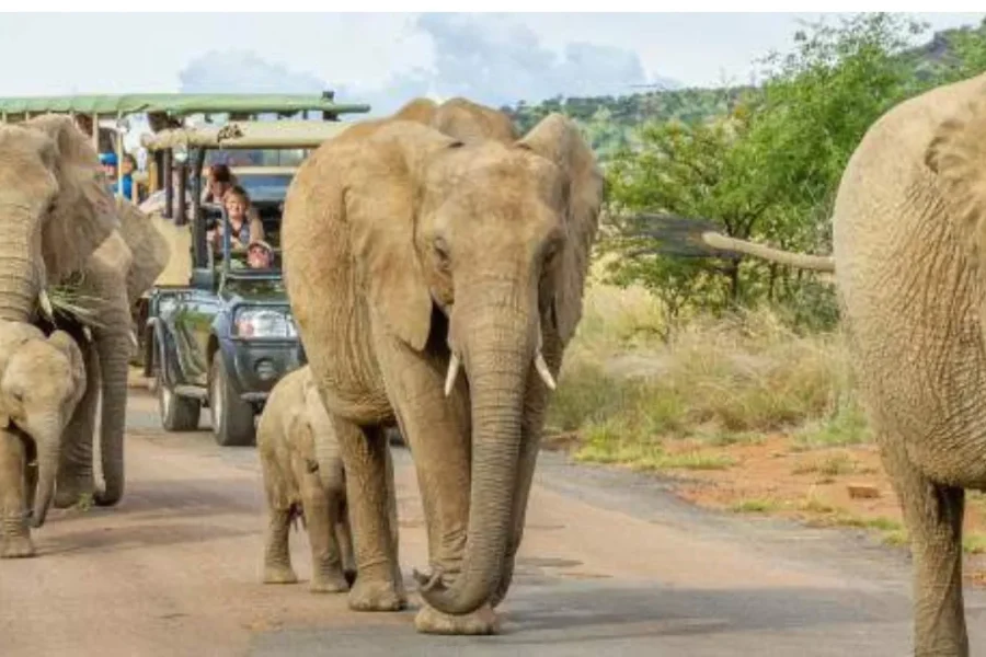 🕓Johannesburg: 5-Day Kruger Big Five Safari with Lodging