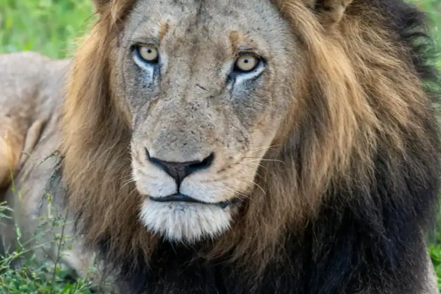 🕓Johannesburg: Dinokeng Game Reserve Safari with Lunch