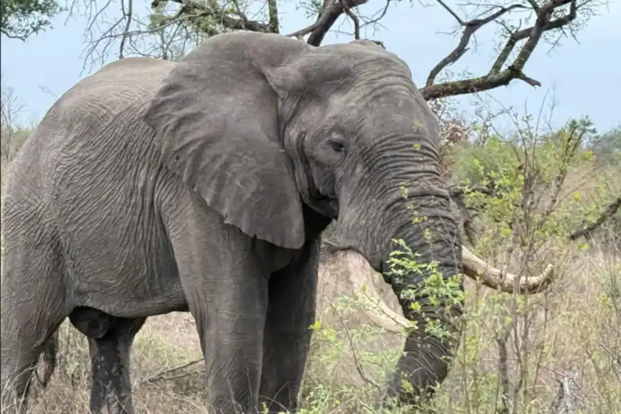 🕓Johannesburg: Half-Day Dinokeng Big Five Safari Tour