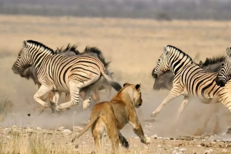 🕓Johannesburg: Kruger National Park 2-Day Safari