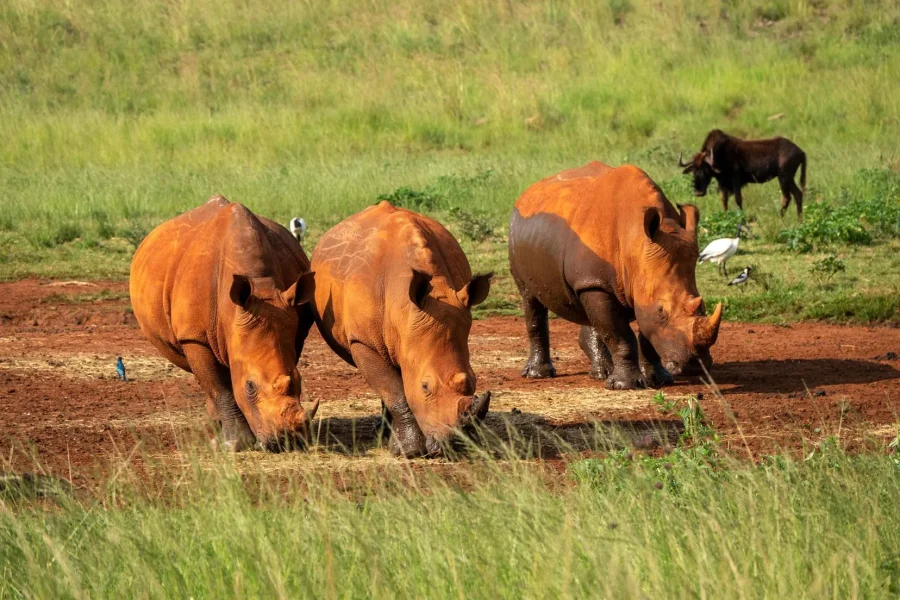 🕓Johannesburg: Rhino and Lion Nature Reserve Half-Day Tour