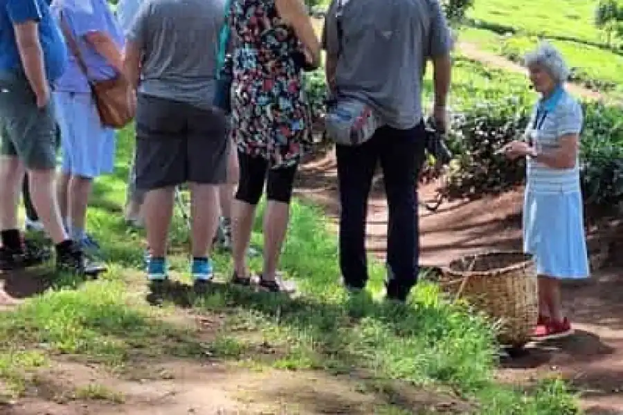 🚸Kaimbethu Tea Farm Tour And Lunch Package