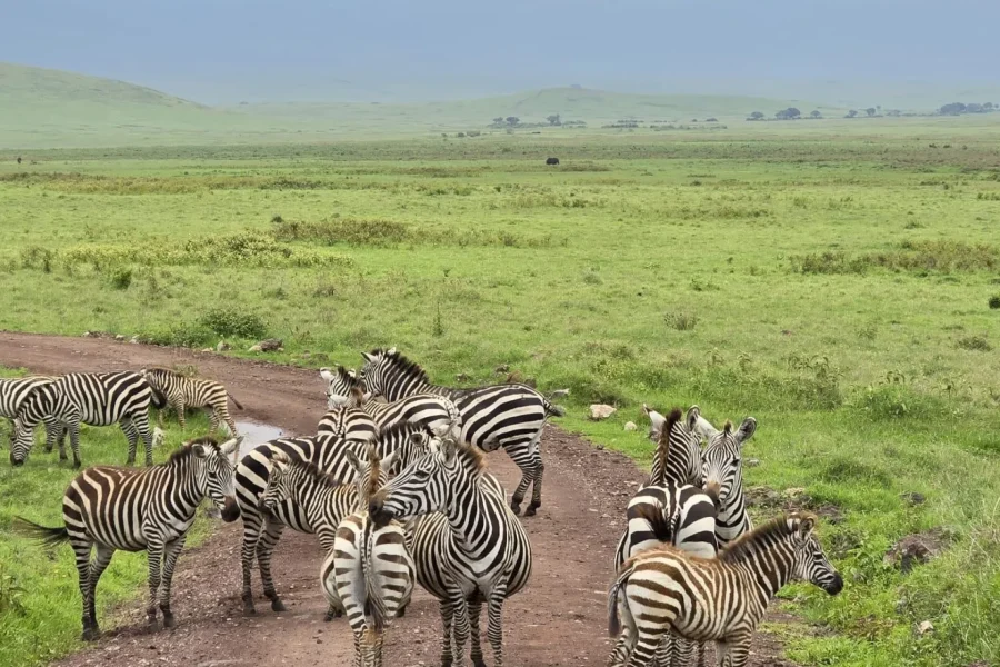 🕓Kampala: 2-Day Lake Mburo National Park Safari Tour