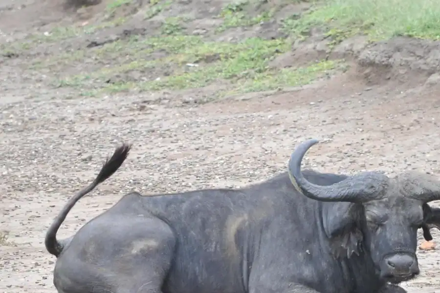 🕓Kampala: 2-Day Murchison Falls Safari with Rhino Trek