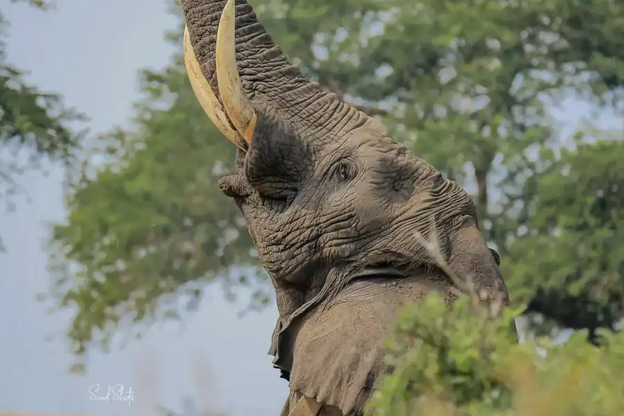🕓Kampala: 4-Day Murchison Falls& Ziwa Rhino Safari