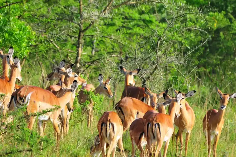 🕓Kampala: Lake Mburo National Park 2-Day Cycling Safari