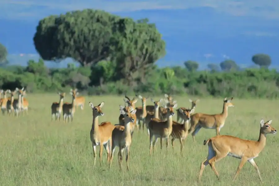 🕓Kampala: Lake Mburo National Park 2-Day Safari Tour