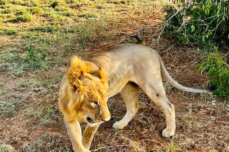 🕓Kampala/Entebbe: 3-Day Murchison Falls National Park Safari