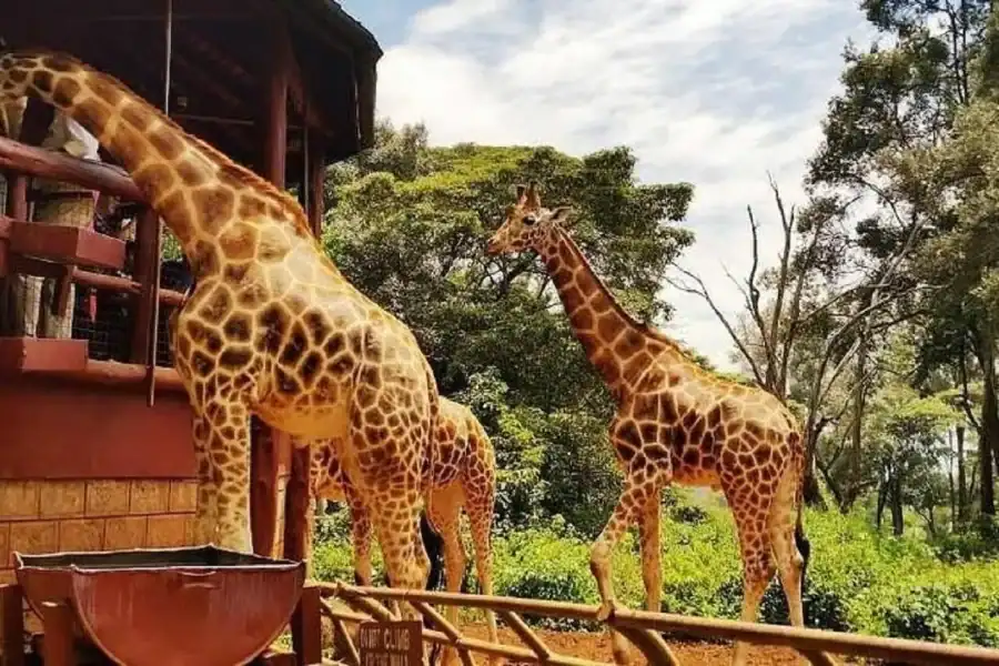 🕓Karen Blixen Museum, Giraffe Center and Kobe Beads Tour
