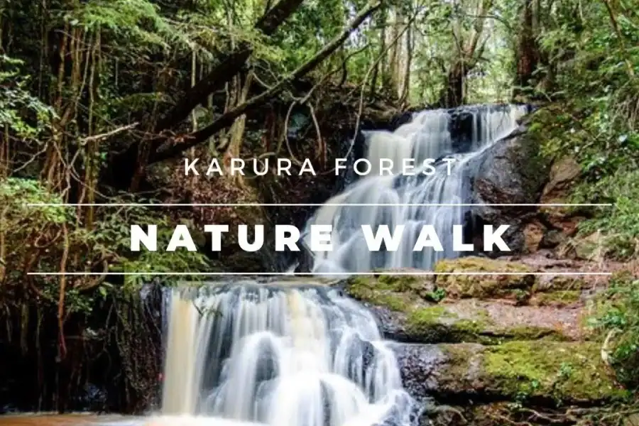 🕓Karura Forest Wellness Experience: Nature Walk& Waterfalls