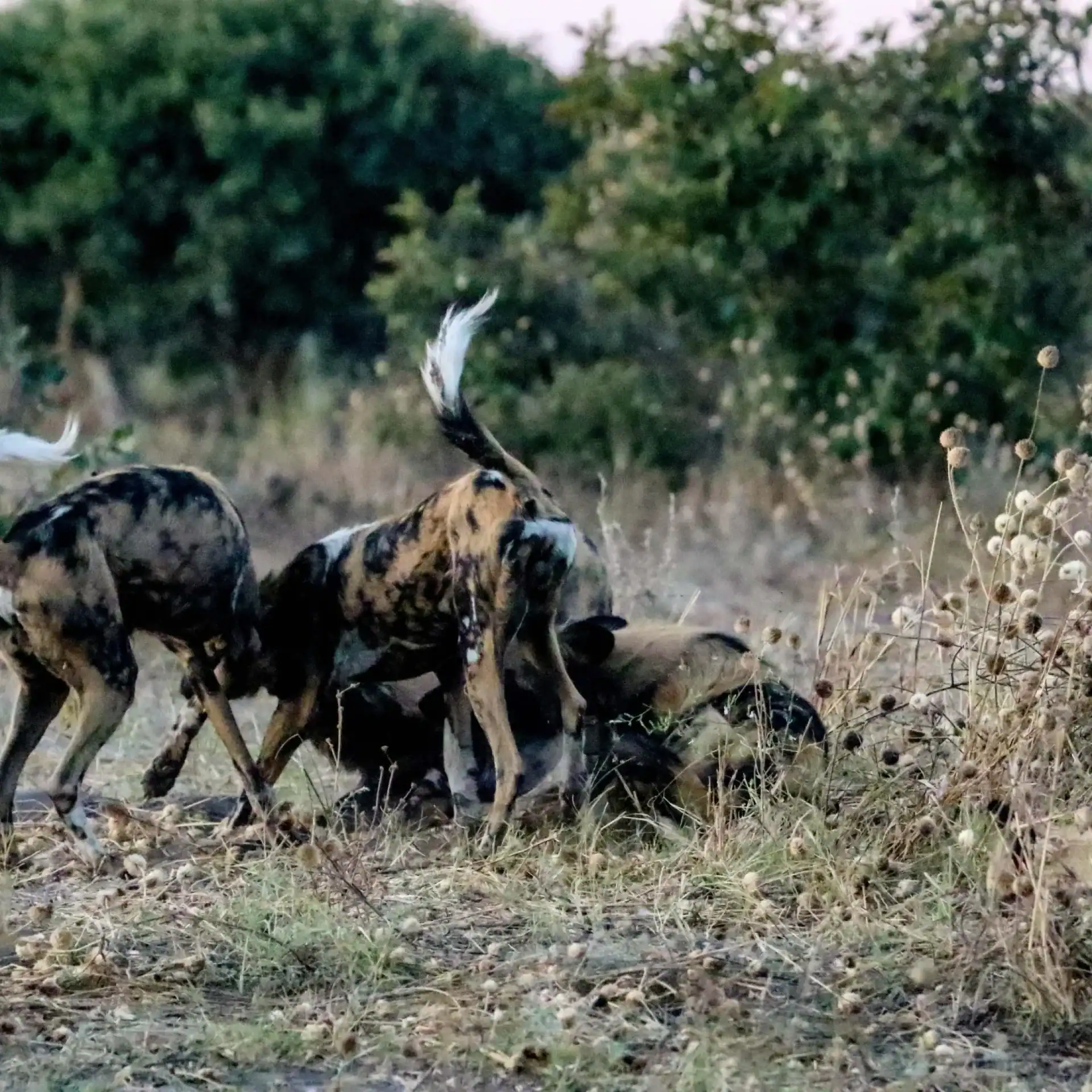 🕓Kasane: Chobe National Park Game Drive Tour