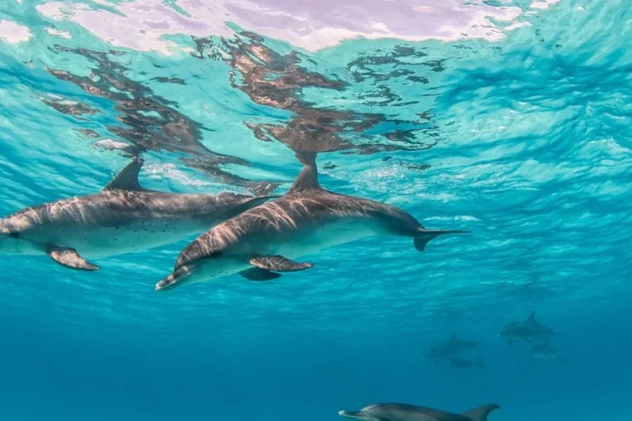 🕓Kendwa:Private Group -Mnemba Snorkeling,Dolphins (Eco-Tour)