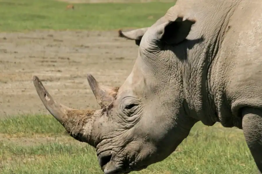 🕓Kenya: 3 Days Masai Mara Private Customizable Safari Tours