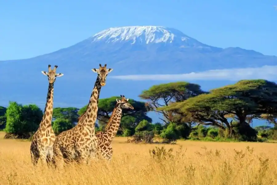 🕓Nairobi: Amboseli National Park Group Day Tour