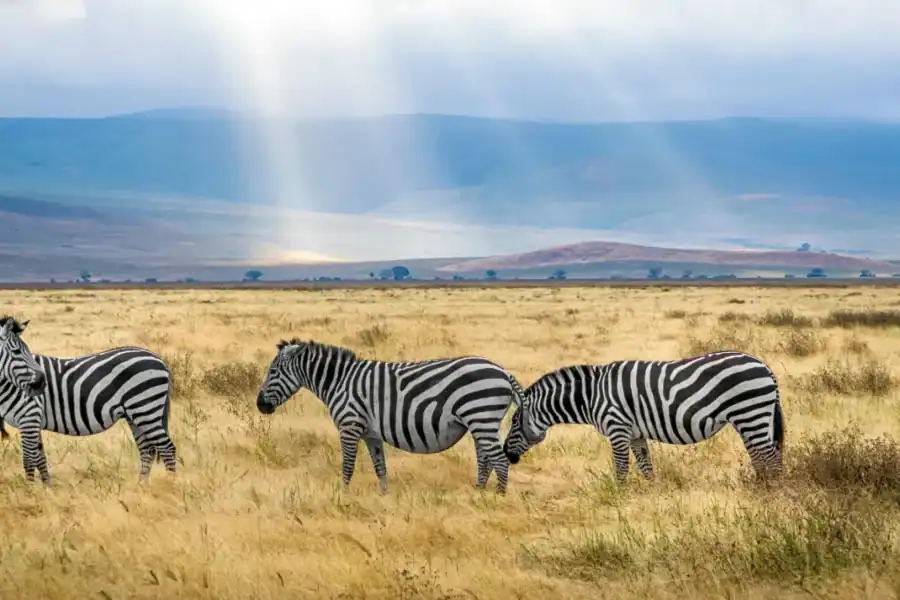 🕓Kenya and Uganda: 7-Day Safari with Gorilla Tracking Tour