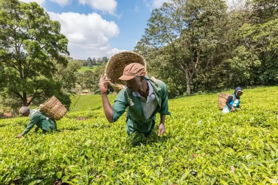 🕓Kiambethu Tea Farm Tour with Lunch and Entry Fees Included