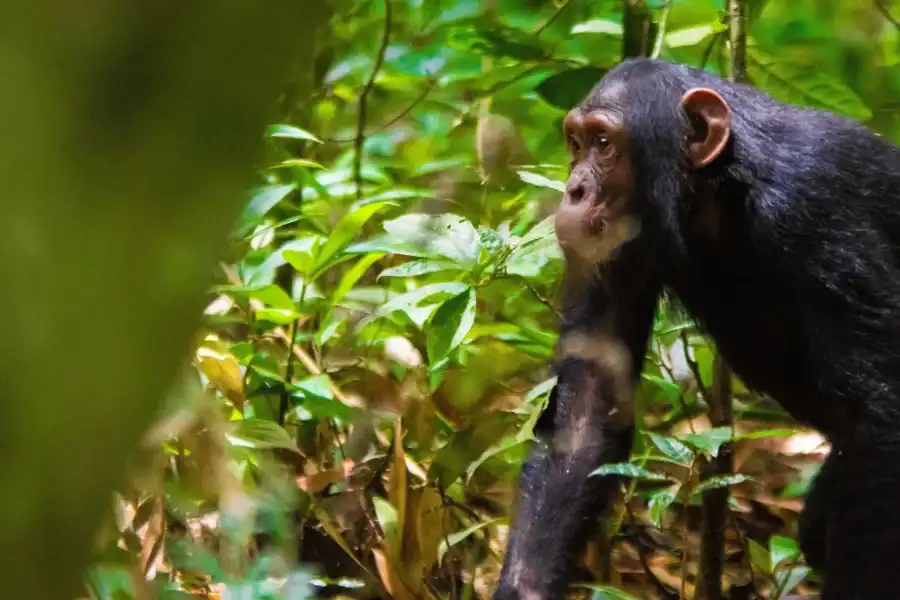 🕓Kibale National Park Chimpanzee Trekking, Culture, Farm tour