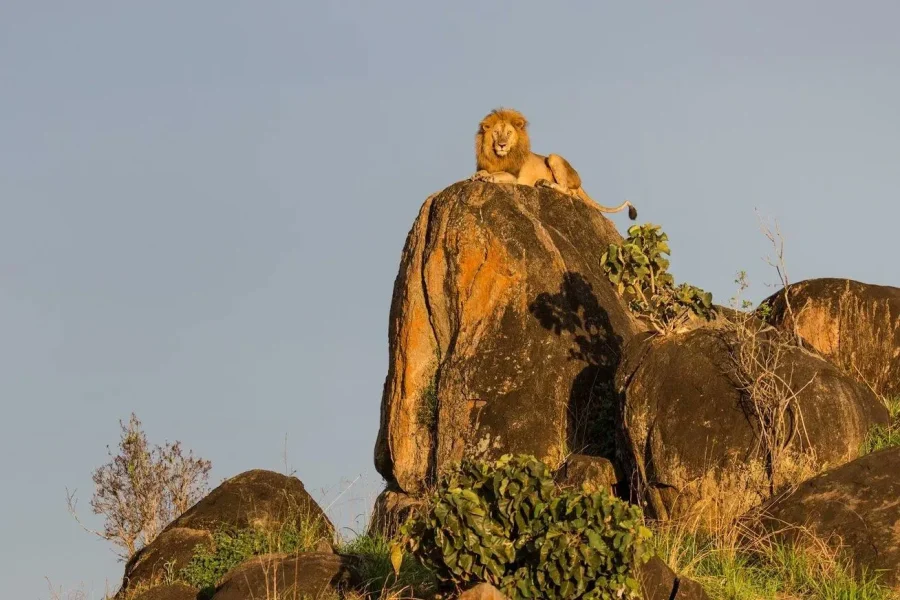 🕓Kidepo Valley National Park 5-Day Safari Tour