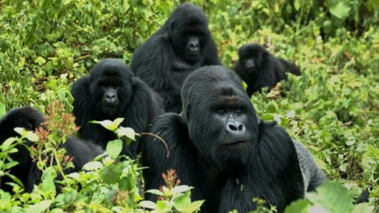 🕓From Kigali: 5-Day Golden Monkey-Gorilla Trekking, Lake Kivu