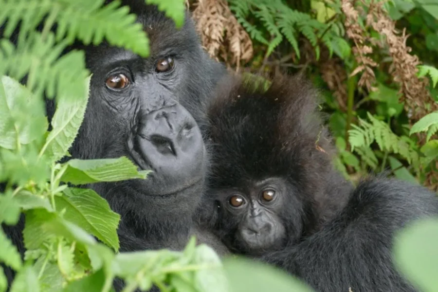 🕓Kigali: 2-Day Gorilla Trekking Safari and City Tour