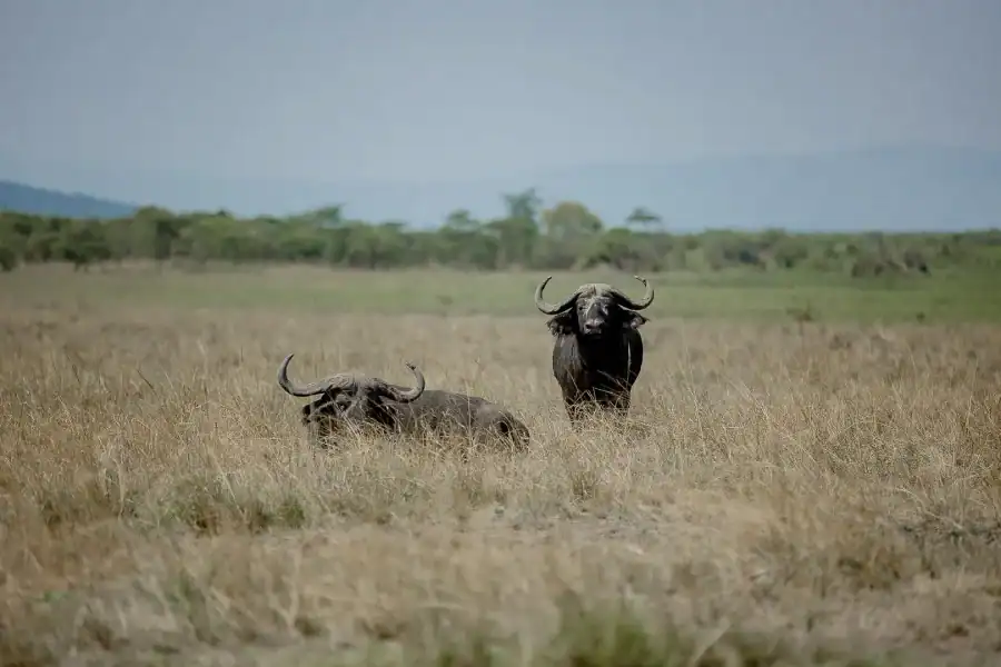 🕓Kigali: 2-Day Queen Elizabeth National Park Safari Uganda